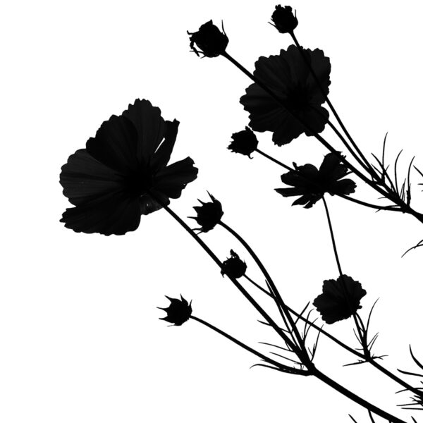Black Flower by Pipp on Freeimages.com