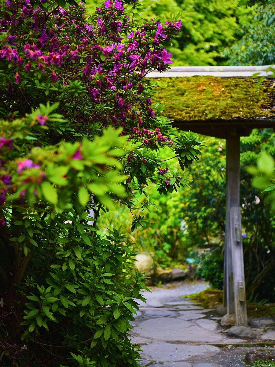 Wabi-sabi styled garden Imperfection in the Art of Wabi-Sabi Through Plants and Flowers