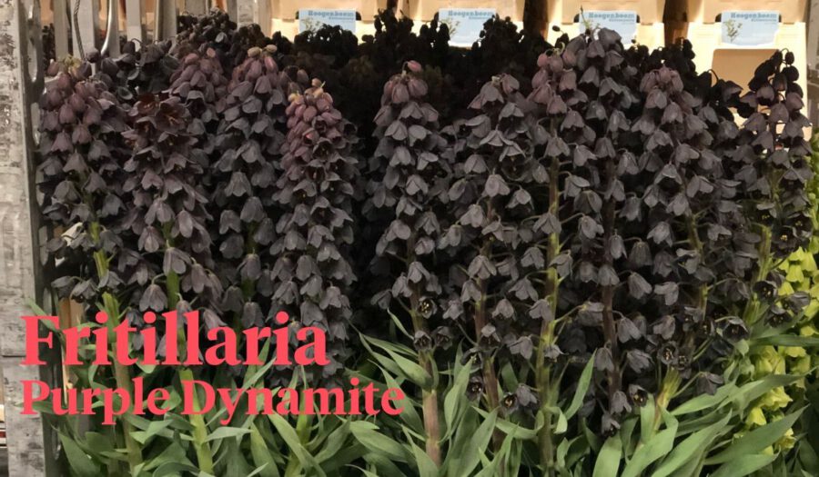 Peter's weekly Menu 20 - Fritillaria Purple Dynamite - on Thursd Peter's weekly Menu