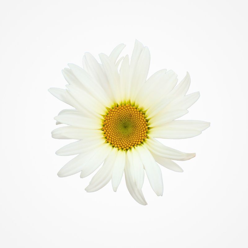 Harmony Single Flower Beauty Line Danziger