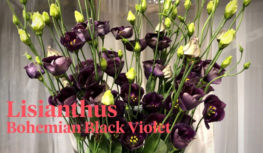 Peter's weekly Menu 20 - Lisianthus Bohemian Black Violet - Cut Flowers - on Thursd Peter's weekly Menu