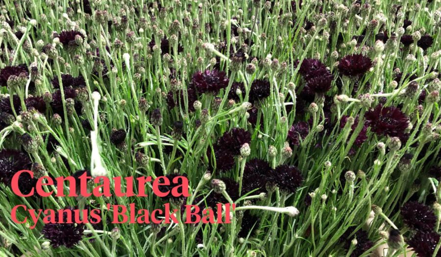 Peter's weekly Menu 20 - Centaurea Cyanus 'Black Ball' - on Thursd Peter's weekly Menu