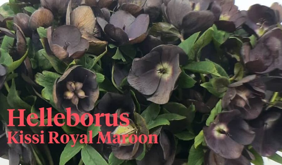 Peter's weekly Menu 20 - Helleborus Kissi Royal Maroon - on Thursd Peter's weekly Menu