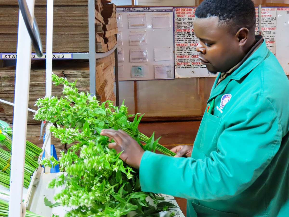 Marginpar Juja Phlox final quality check Marginpar Juja Phlox final quality check