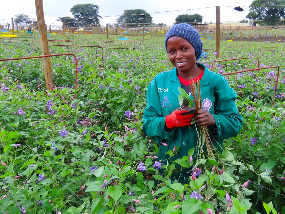 Marginpar Juja field woman harvesting blue Clematis Marginpar Juja field woman harvesting blue Clematis