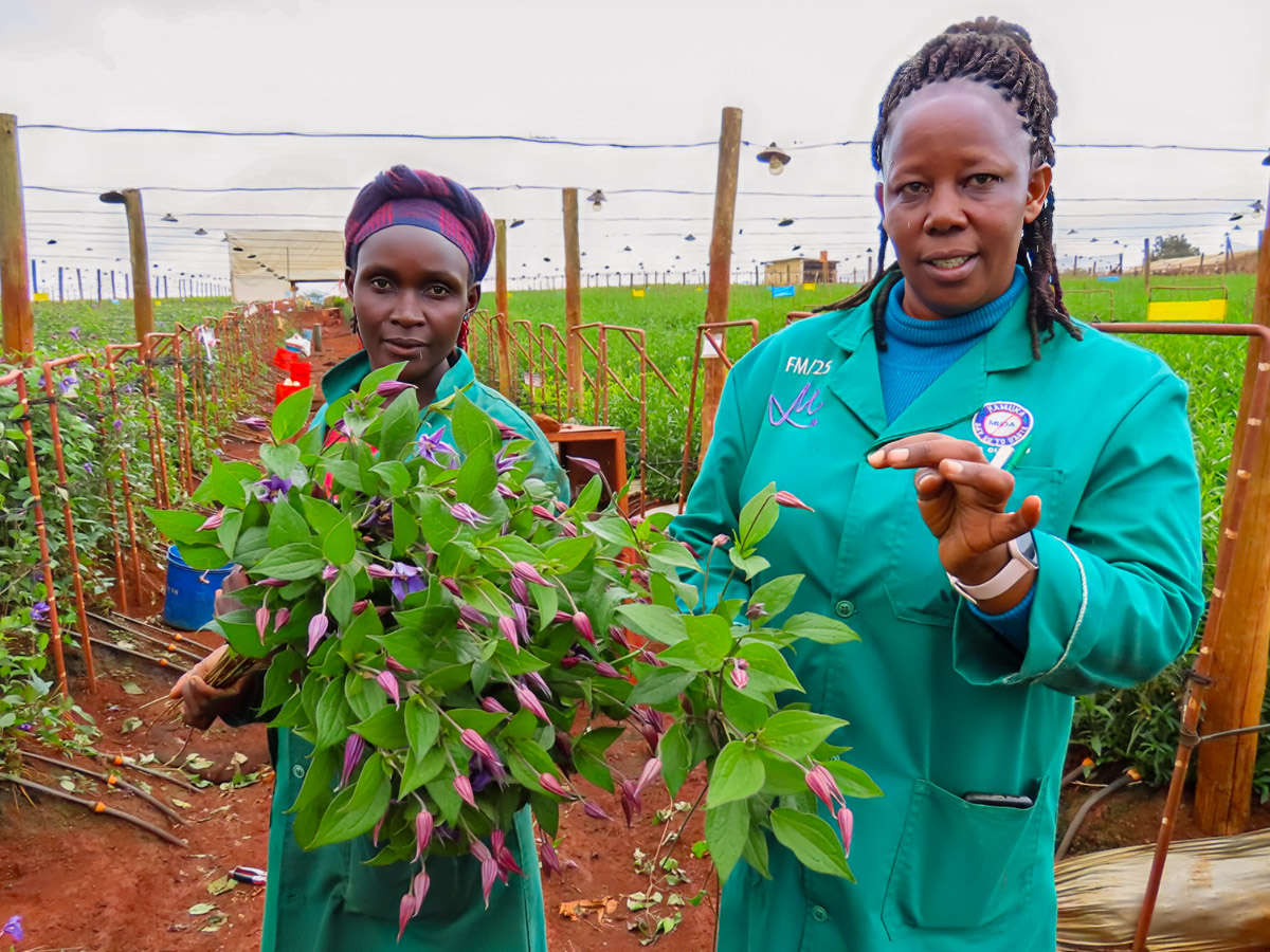 Marginpar Miriam Kimani explains about Clematis Marginpar Miriam Kimani explains about Clematis