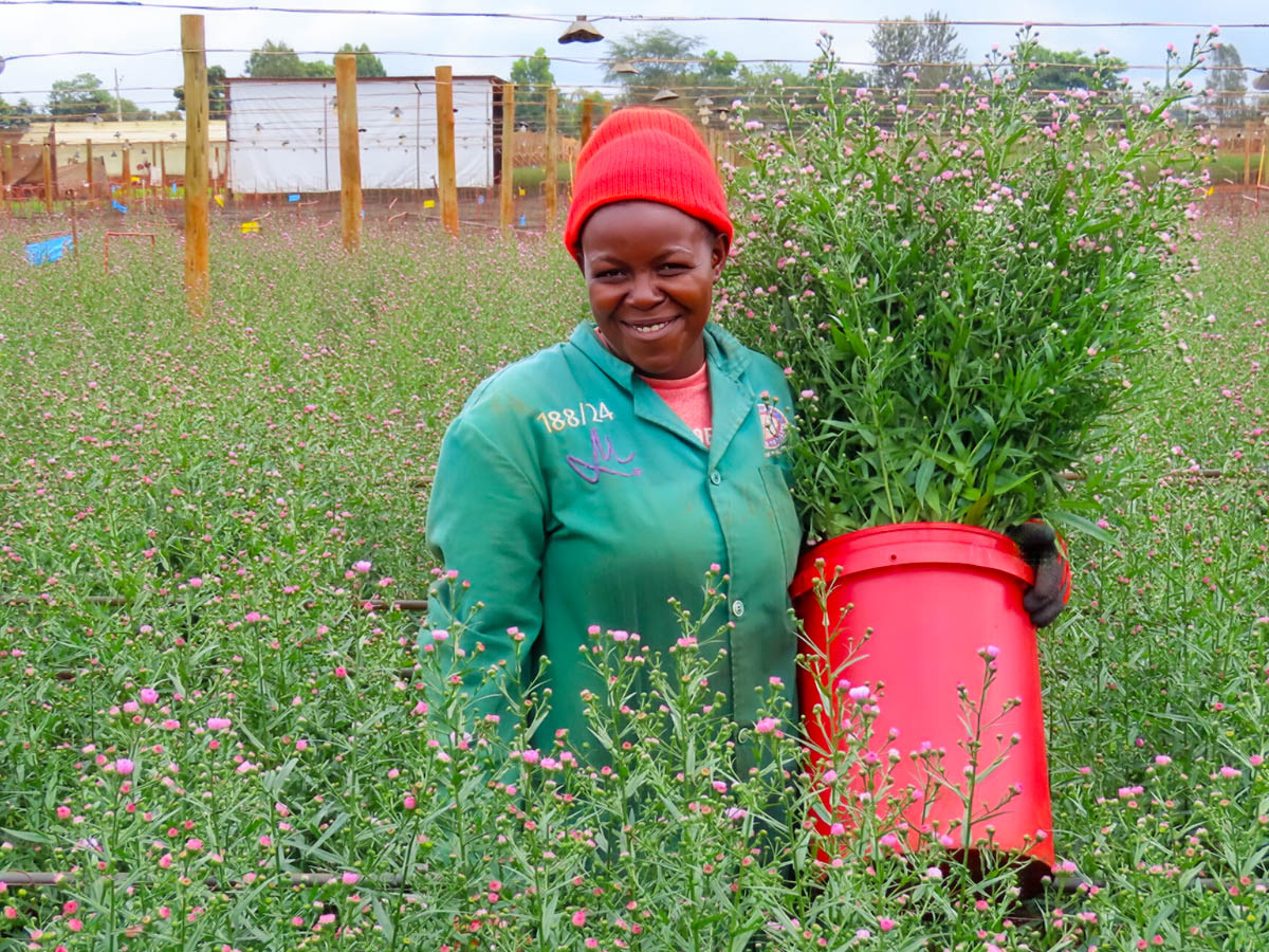 Marginpar Juja field woman harvesting blue Aster Marginpar Juja field woman harvesting blue Aster