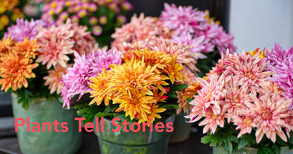 FlowerTrials at Royal Van Zanten