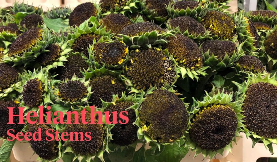 Peter's weekly Menu 20 - Sunflower Seads - Cut Flowers - on Thursd Peter's weekly Menu