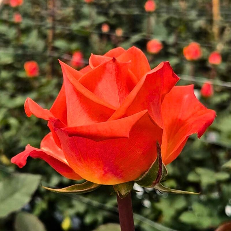 Close Up Rose Orangiata in the Field