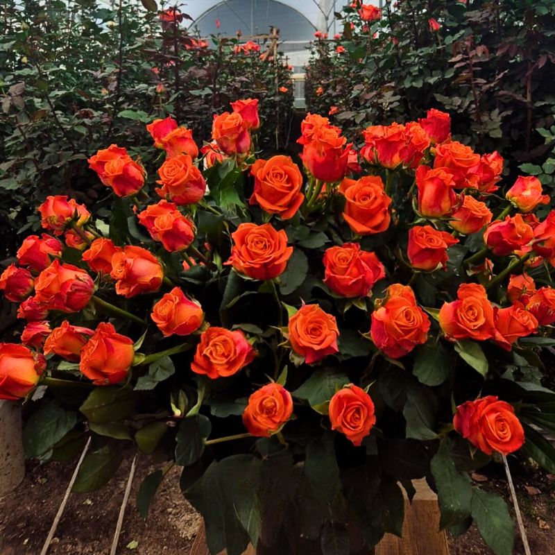 Bouquet of Rose Orangiata in the Field