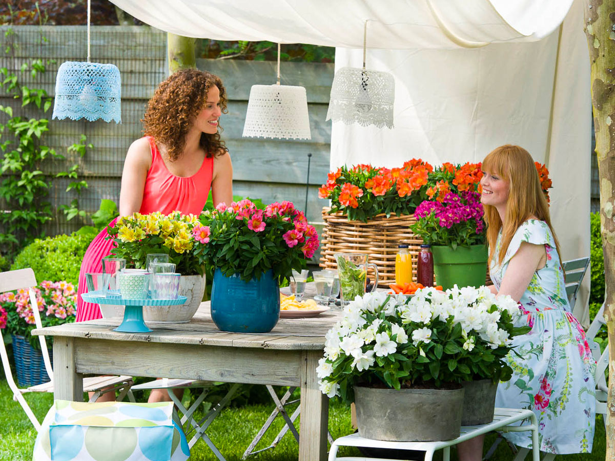 Royal Van Zanten FlowerTrials 2025 Colorita Royal Van Zanten FlowerTrials 2025 Colorita