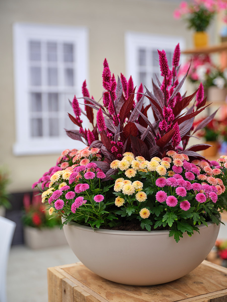 Royal Van Zanten FlowerTrials 2025 Celosia and Jellyfish Royal Van Zanten FlowerTrials 2025 Celosia and Jellyfish
