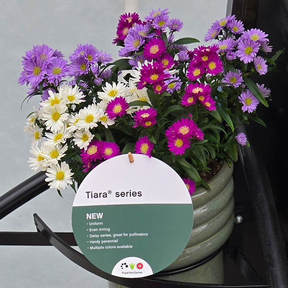 Royal Van Zanten FlowerTrials 2025 Aster Tiara series Royal Van Zanten FlowerTrials 2025 Aster Tiara series