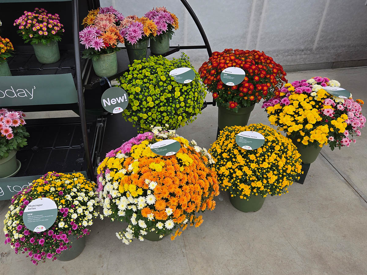 Royal Van Zanten FlowerTrials 2025 ball chrysants Royal Van Zanten FlowerTrials 2025 ball chrysants