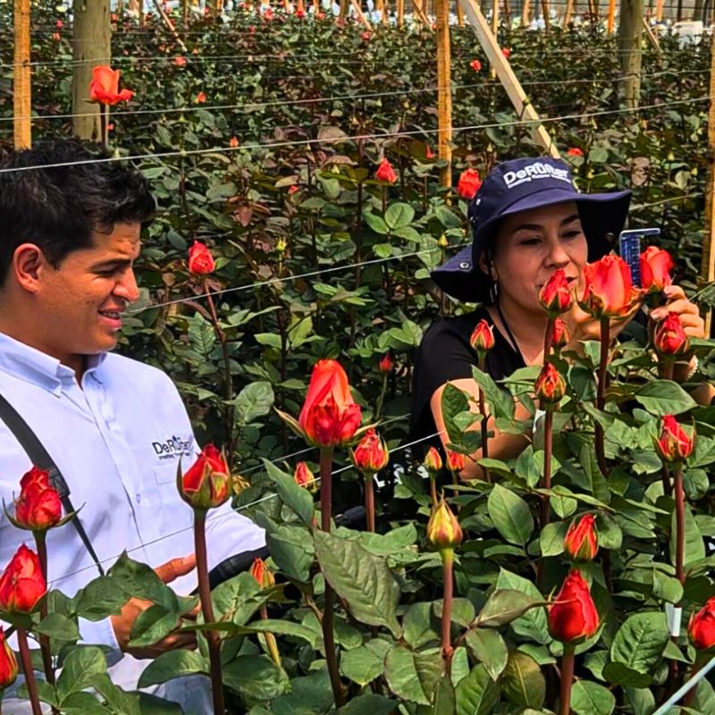 Retrieving Plant Data From Orangiata
