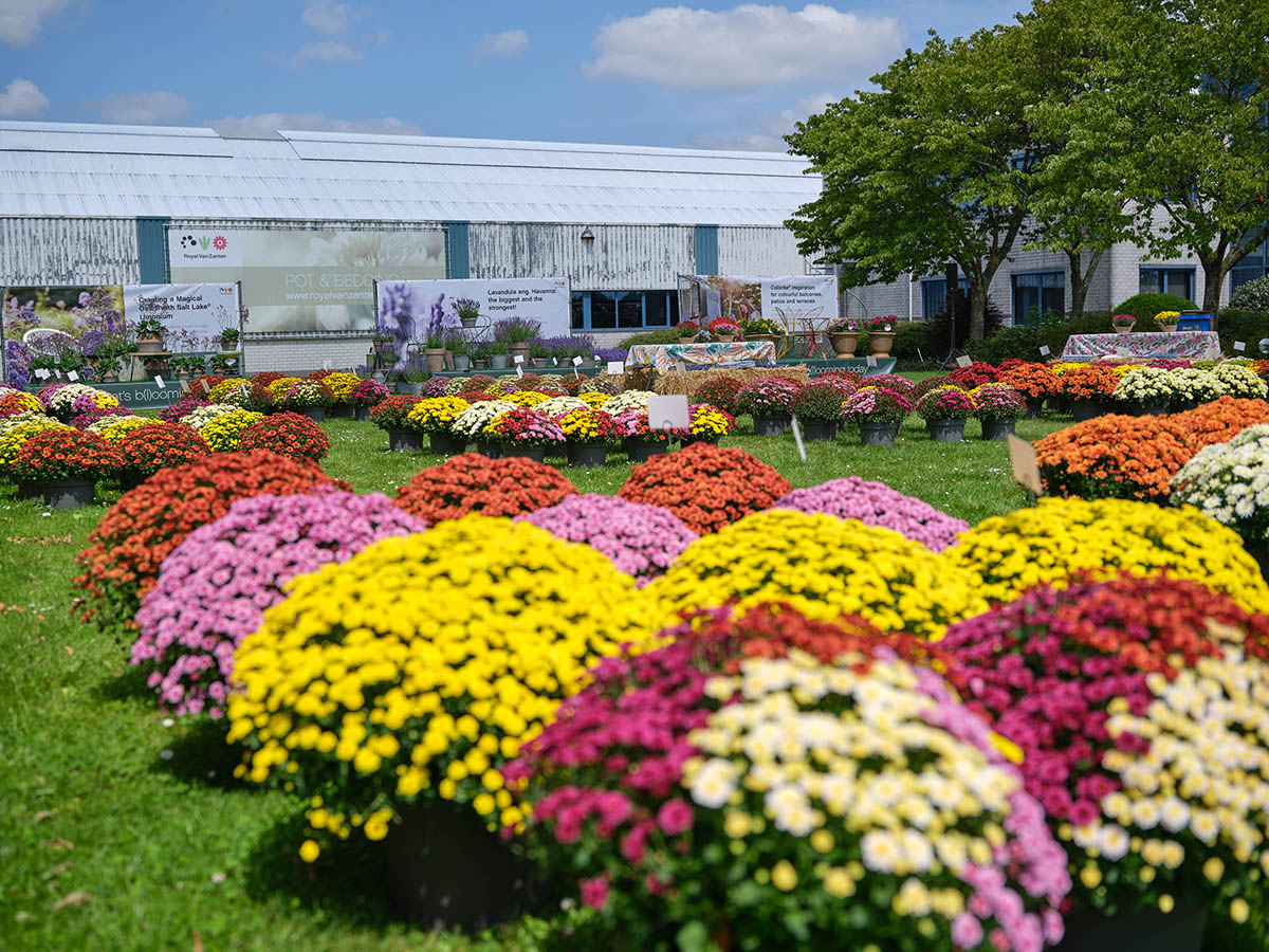 Royal Van Zanten FlowerTrials 2025 garden ball chrysants Royal Van Zanten FlowerTrials 2025 garden ball chrysants