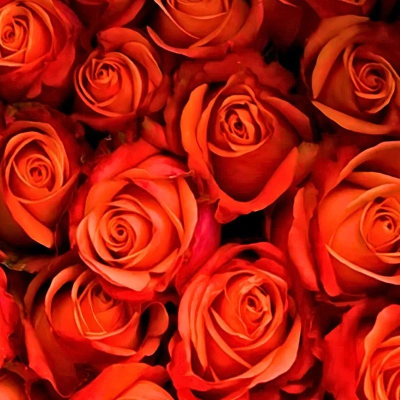 Orangiata Roses