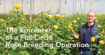 Inside United Selections Rose Breeding in Kenya