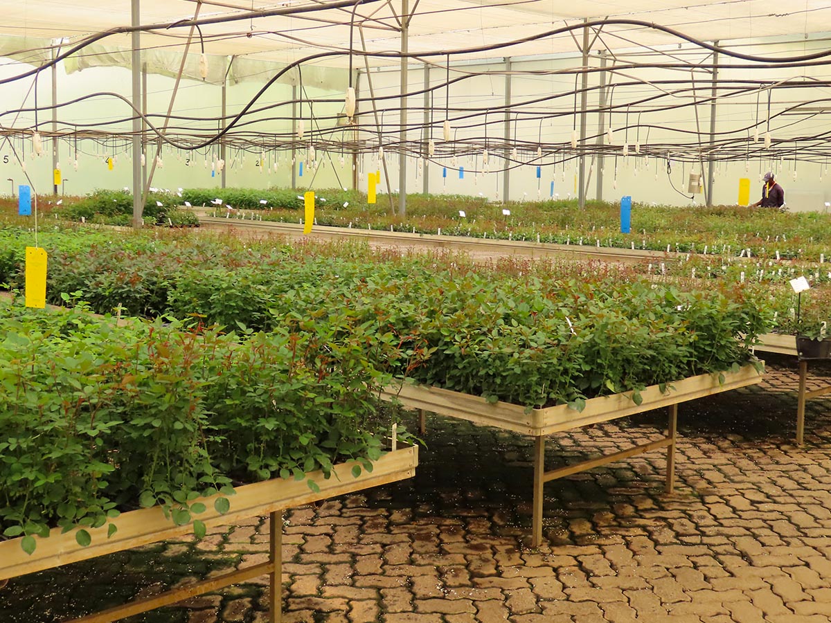 United Selection Nakuru propagation greenhouse United Selection Nakuru propagation greenhouse