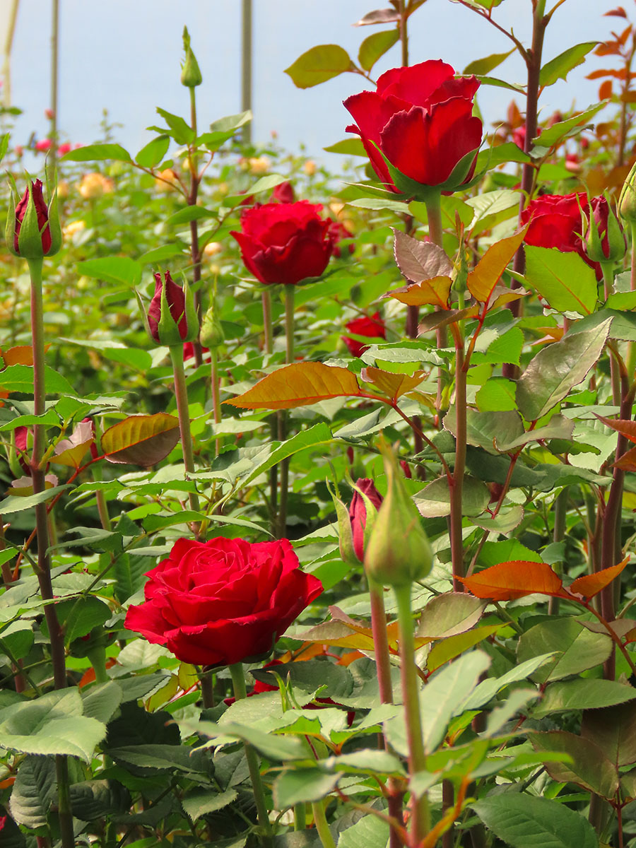 United Selection Nakuru Rose Madam Red United Selection Nakuru Rose Madam Red