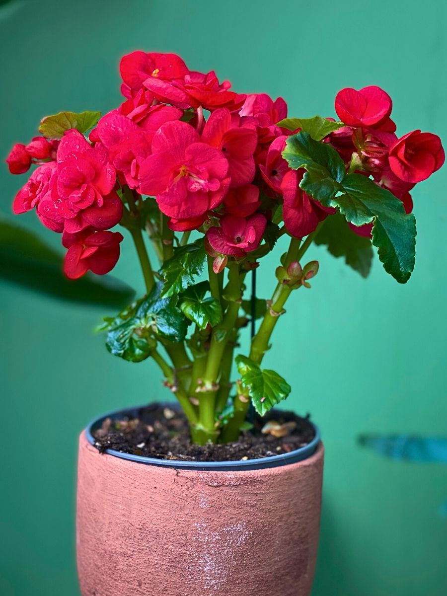 begonias carry meaningful botanical characteristics and are available in vibrant colors