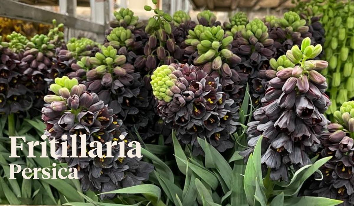 Peter van Delft weekly Menu - Fritillaria Persica - Peerdeman