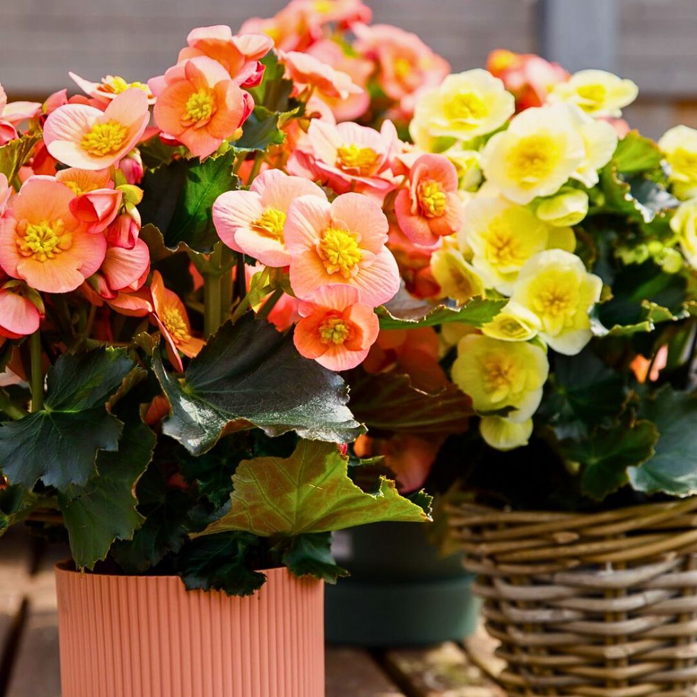 begonia flower color meanings