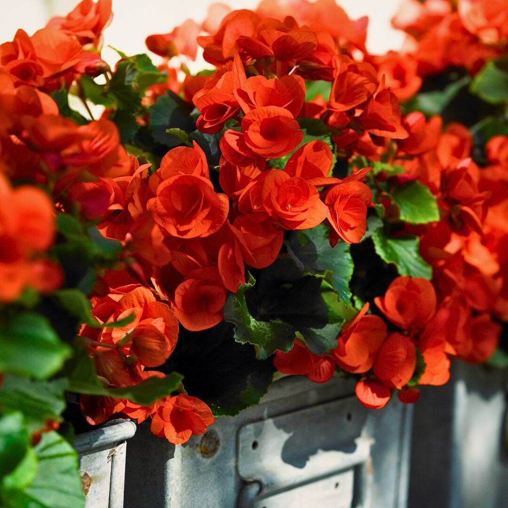 Begonia Betulia®