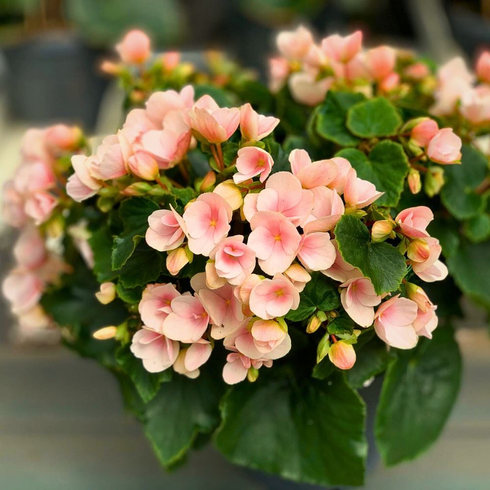 peach begonia flowers - a typical color best suited for special occasions