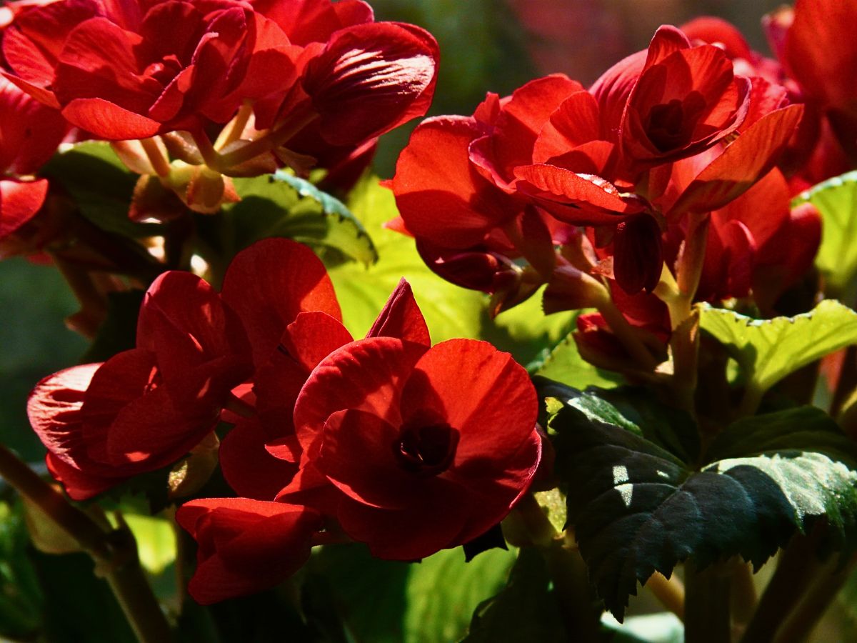 begonias are popular among passionate plant collectors