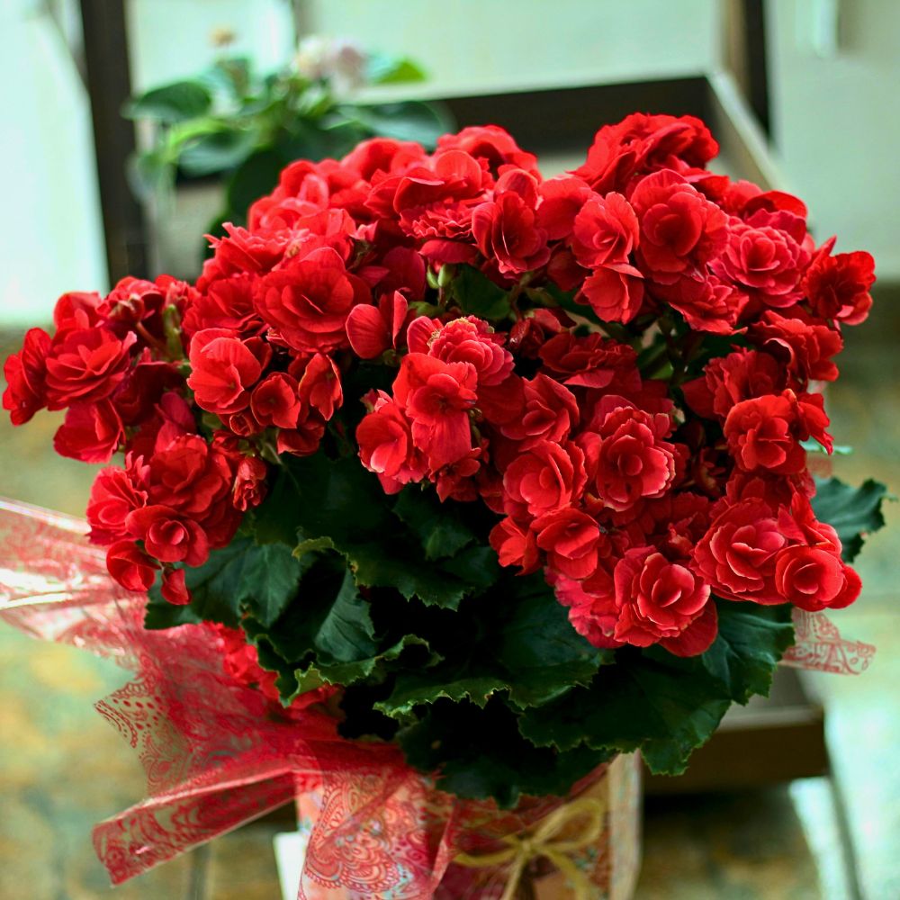 begonias fit best for hanging basket floral arrangements
