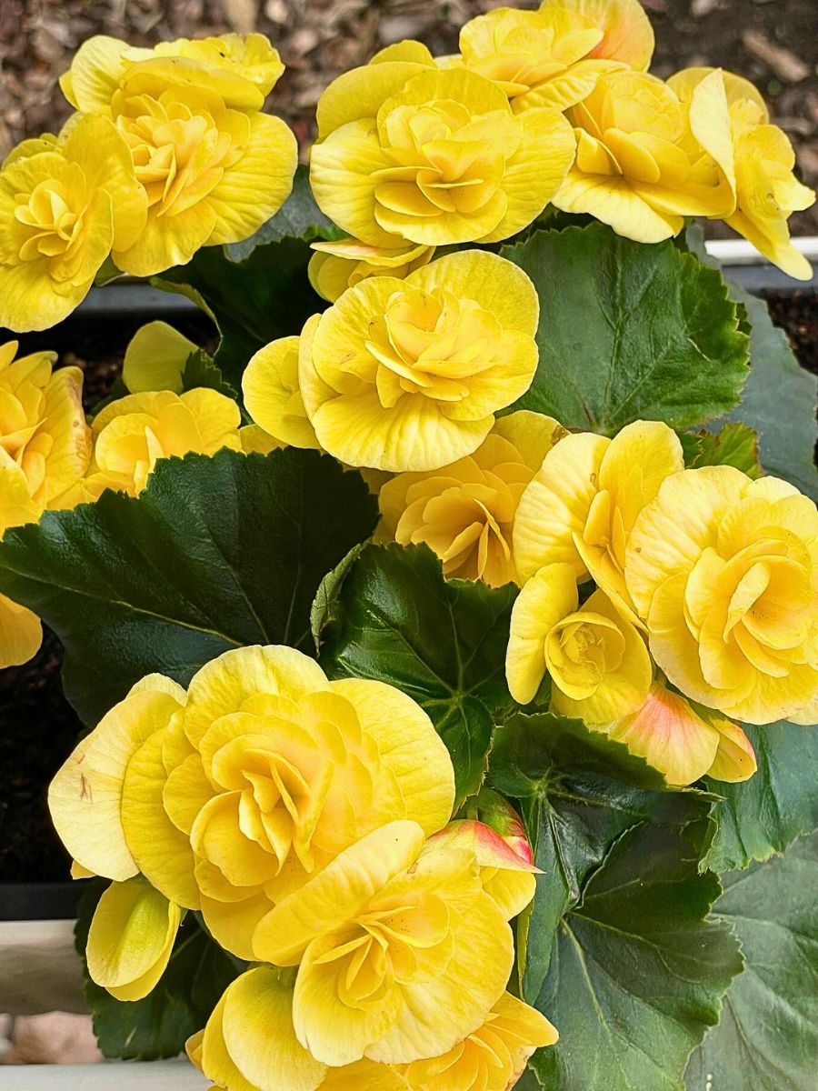 a top view of yellow begonias growing in a garden setting