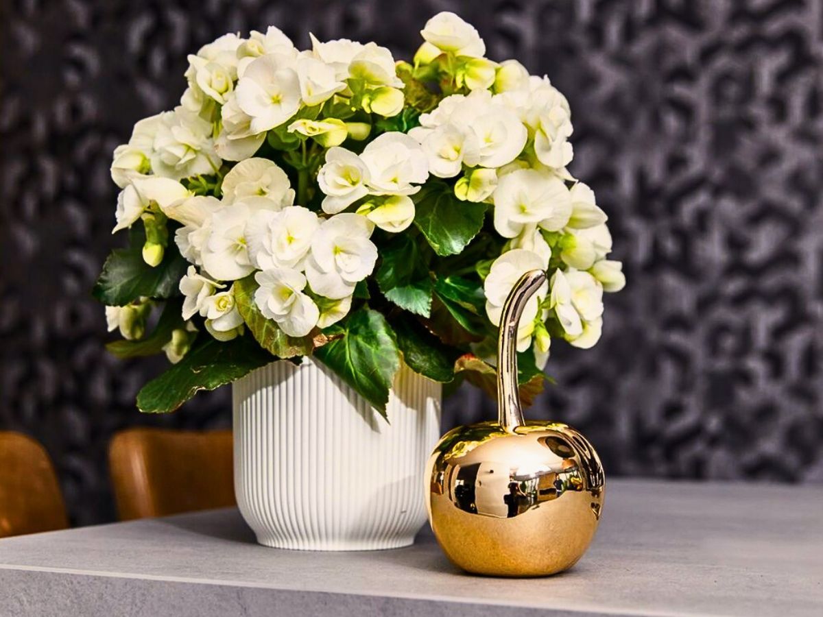 Begonia R'ilona® Riley - White flowered begonia