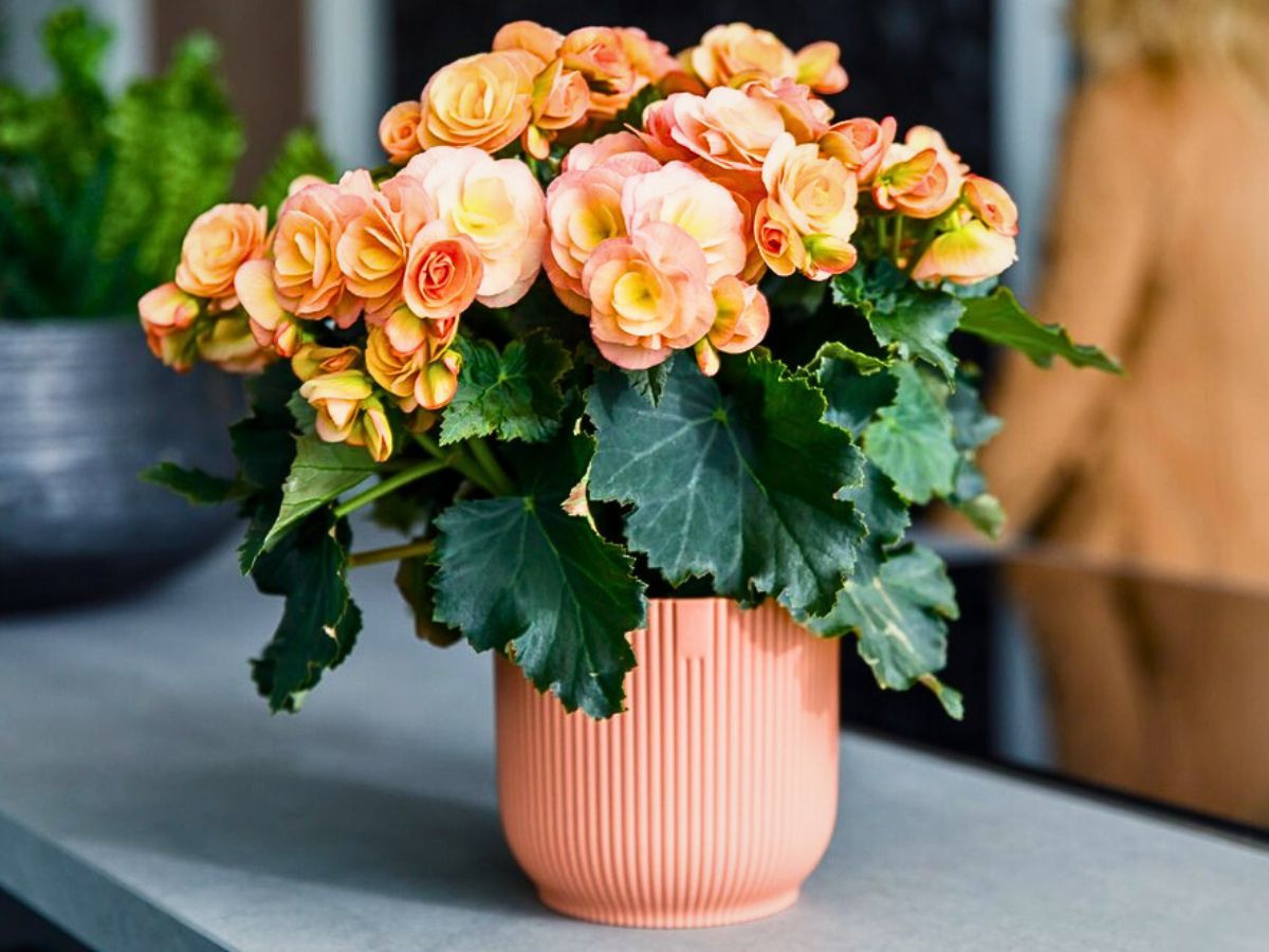Begonia Hailey Sunset® - begonias growing indoor can also thrive in partial shade