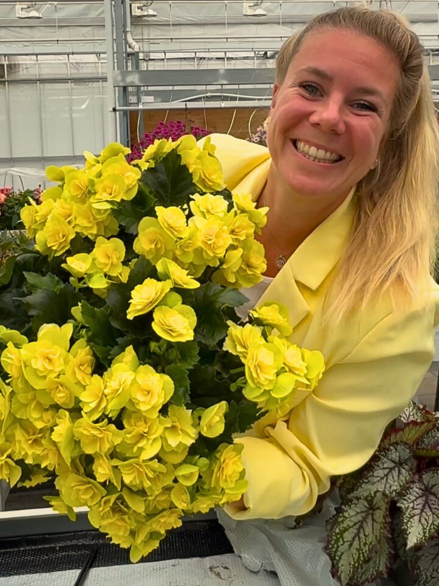 yellow begonias