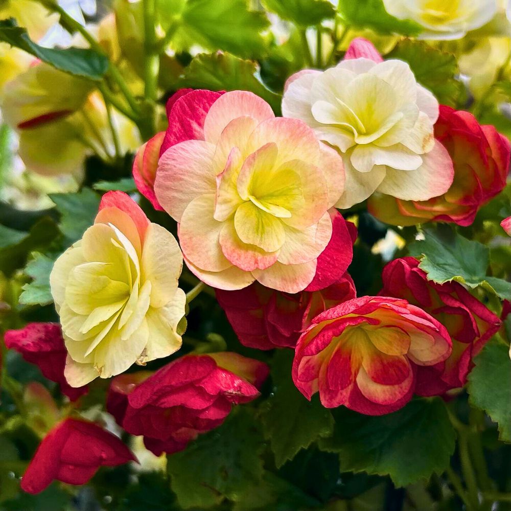 Understanding Begonia Symbolism