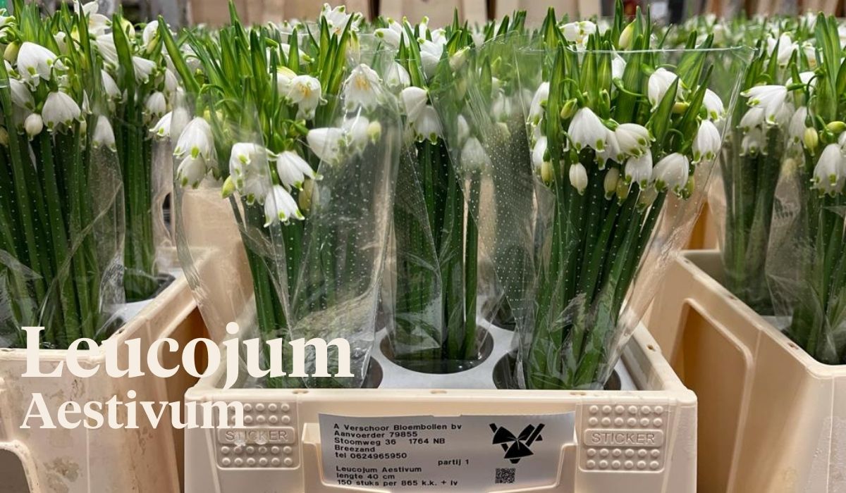 Peter van Delft weekly Menu - Leucojum Aestivum - Verschoor Bloembollen