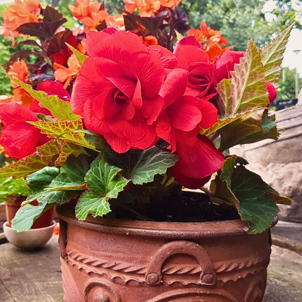 begonia flowering plants with showy flowers