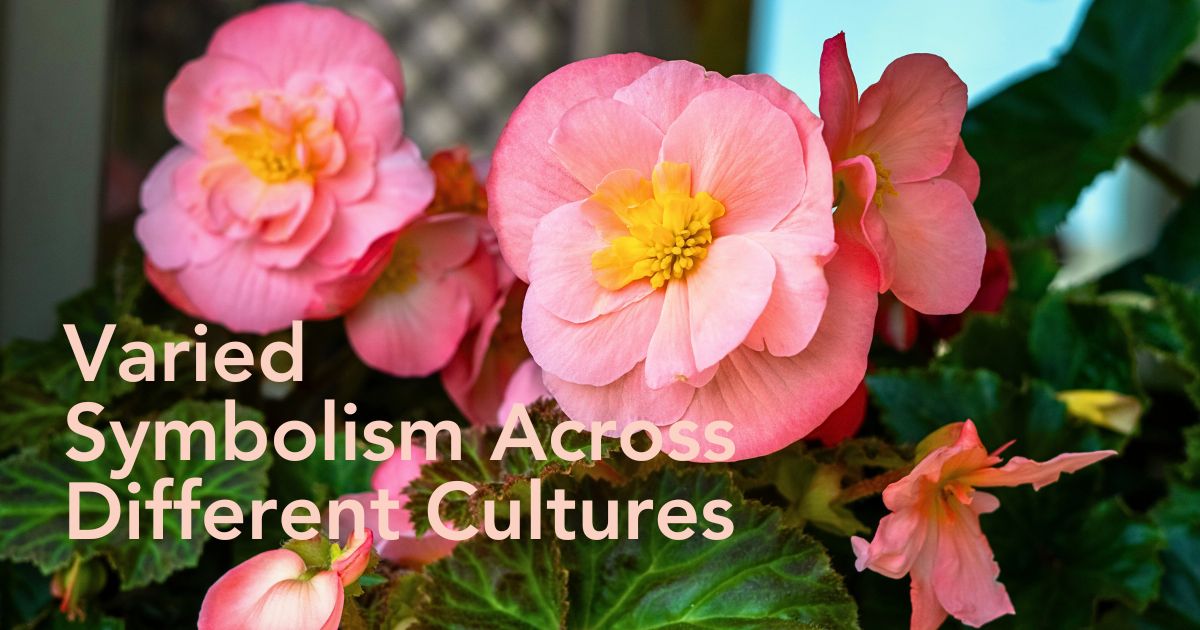 Begonia Flower Meaning, Its Symbolism, Imagery, and Cultural Nuances