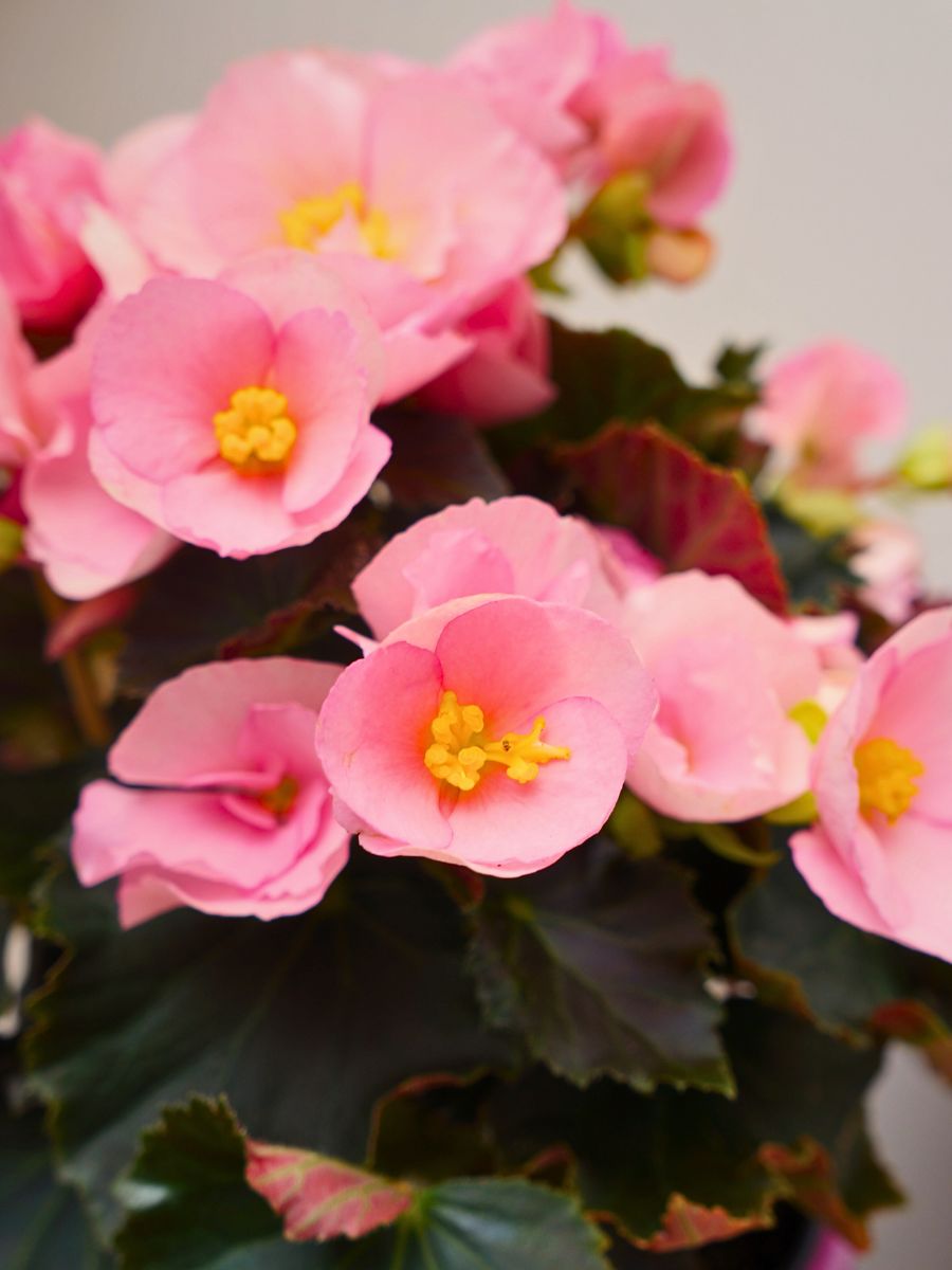 pink begonias