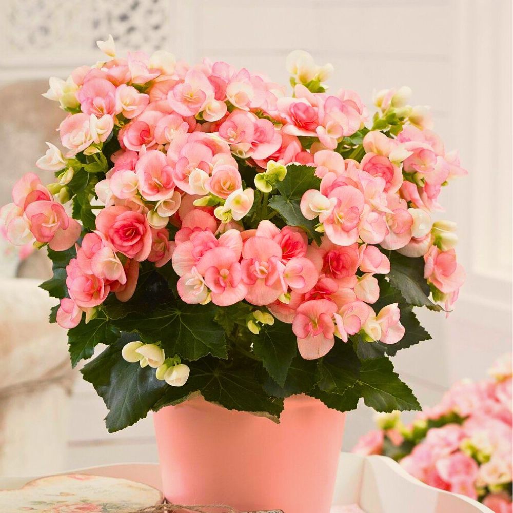 Begonia Flower Meaning, Its Symbolism, Imagery, and Cultural Nuances