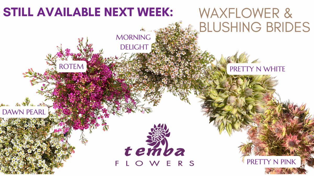 Different Waxflowers and Blushing Brides by Temba Flowers