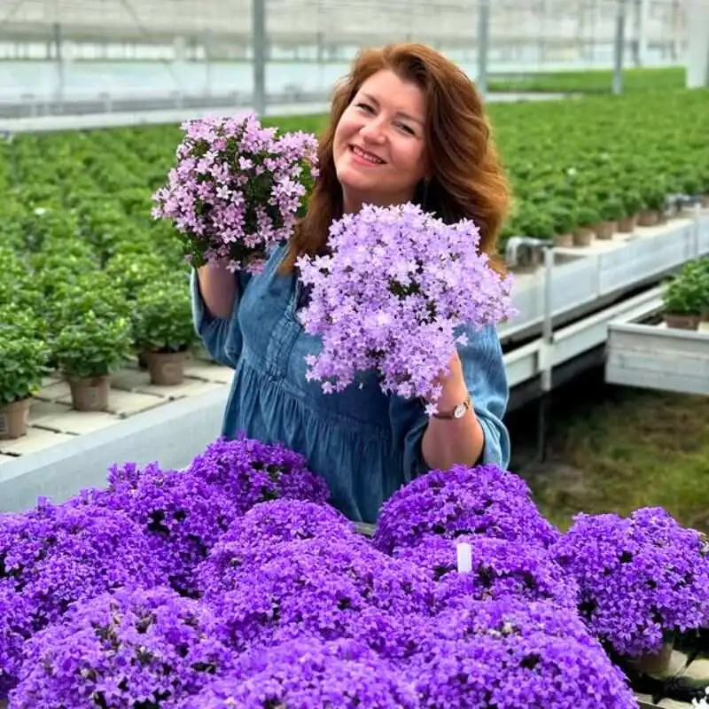 Campanula by Ten Have Plant with Warja Abrosimova
