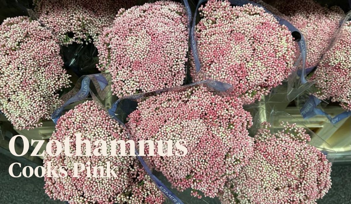Peter van Delft weekly Menu - Ozothamnus Cooks Pink