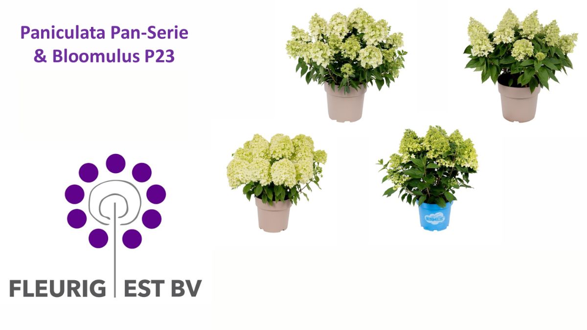 Paniculata Pan-Serie and Bloomulus by Fleurig Est BV