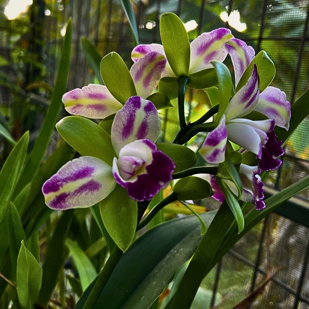 Chadwick & Son Orchids Offers You Some of the Most Ideal Cattleya Orchids