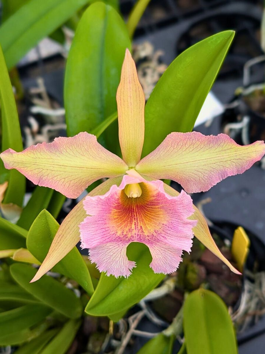 Finding the Perfect Cattleya Orchid, and How to Cultivate and Care for It