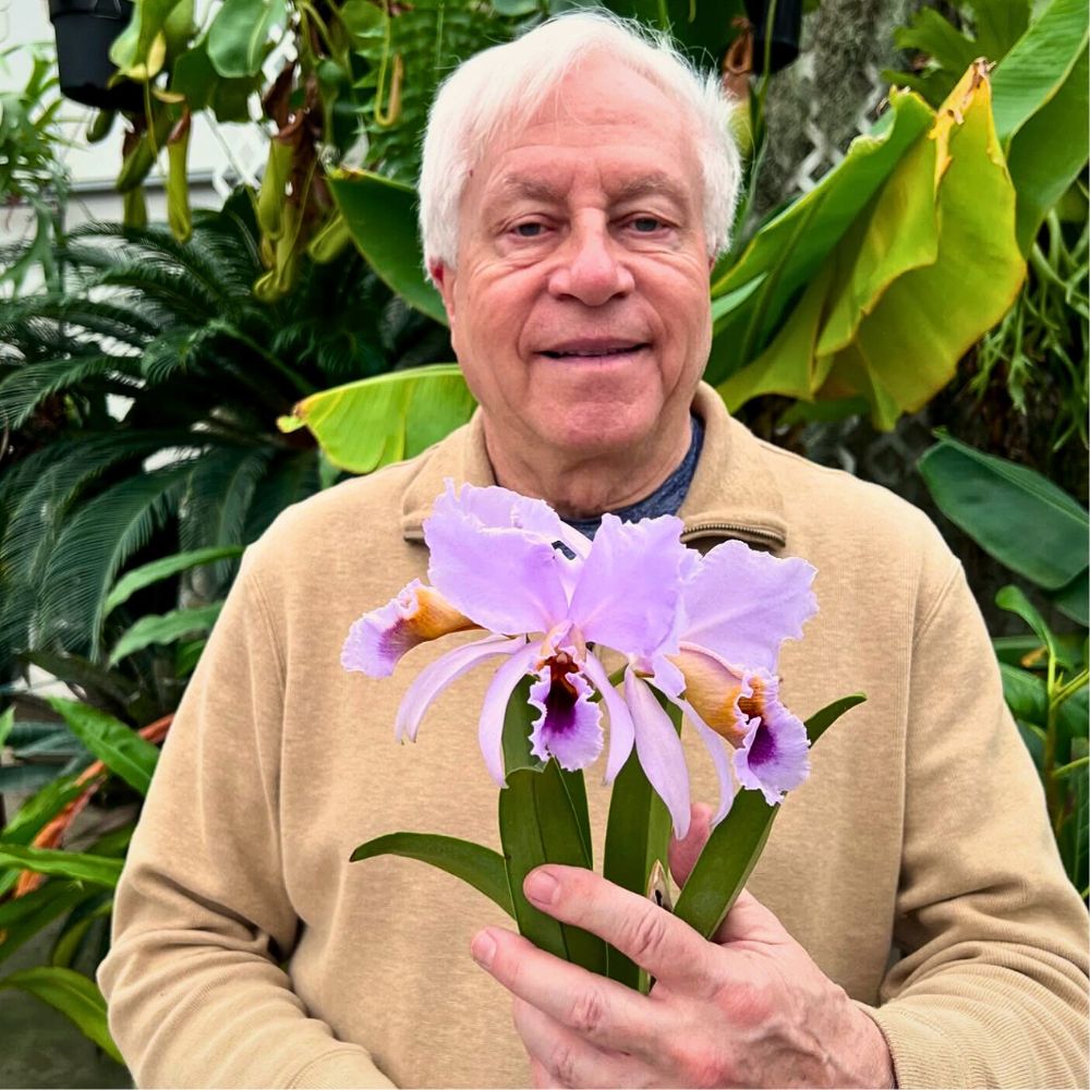 Finding the Perfect Cattleya Orchid, and How to Cultivate and Care for It