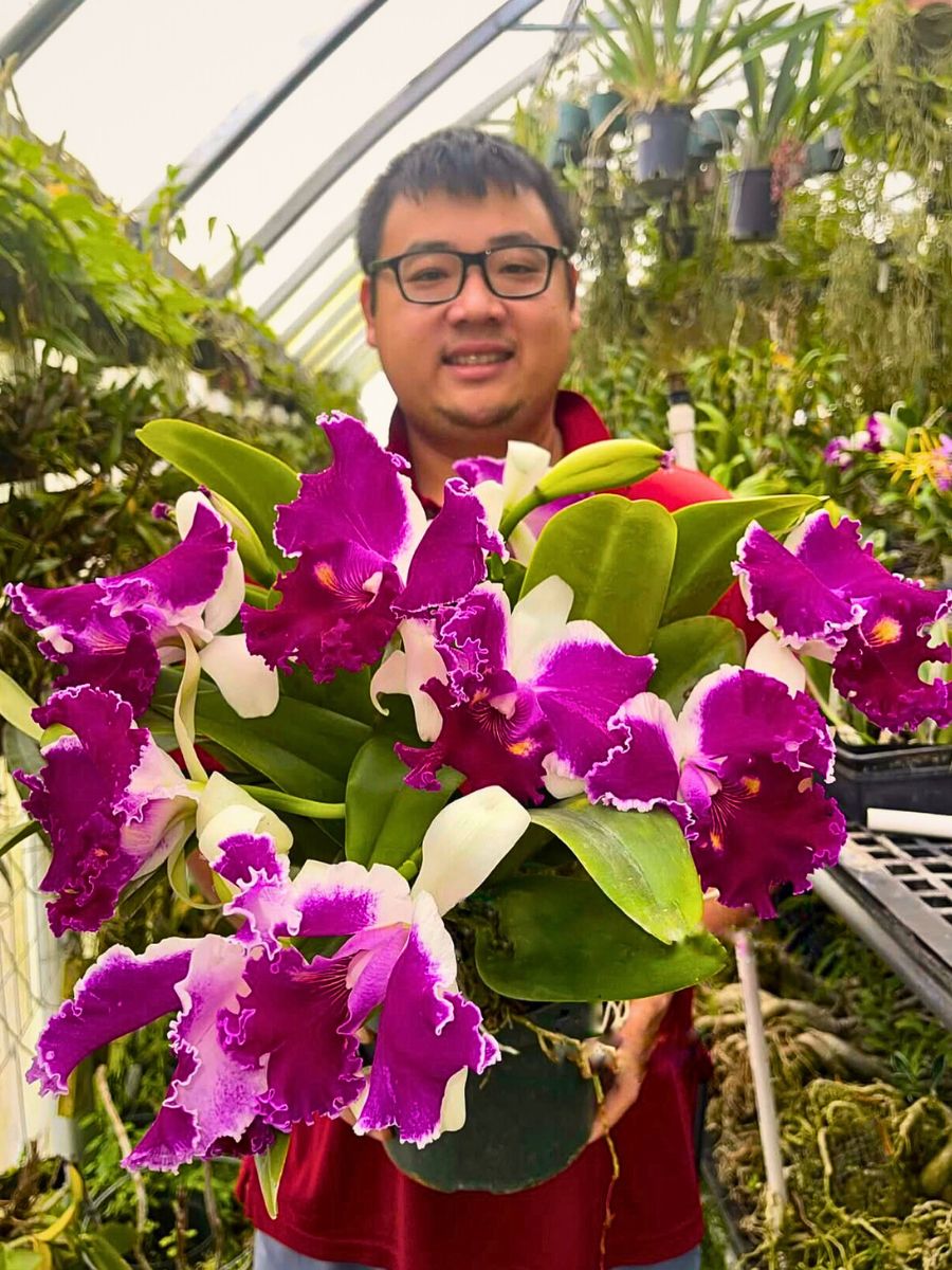 Finding the Perfect Cattleya Orchid, and How to Cultivate and Care for It
